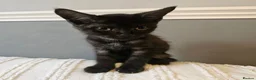 Mixed Breed cats for sale: Maincoon cross kittens ( For sale ) - Advert 2