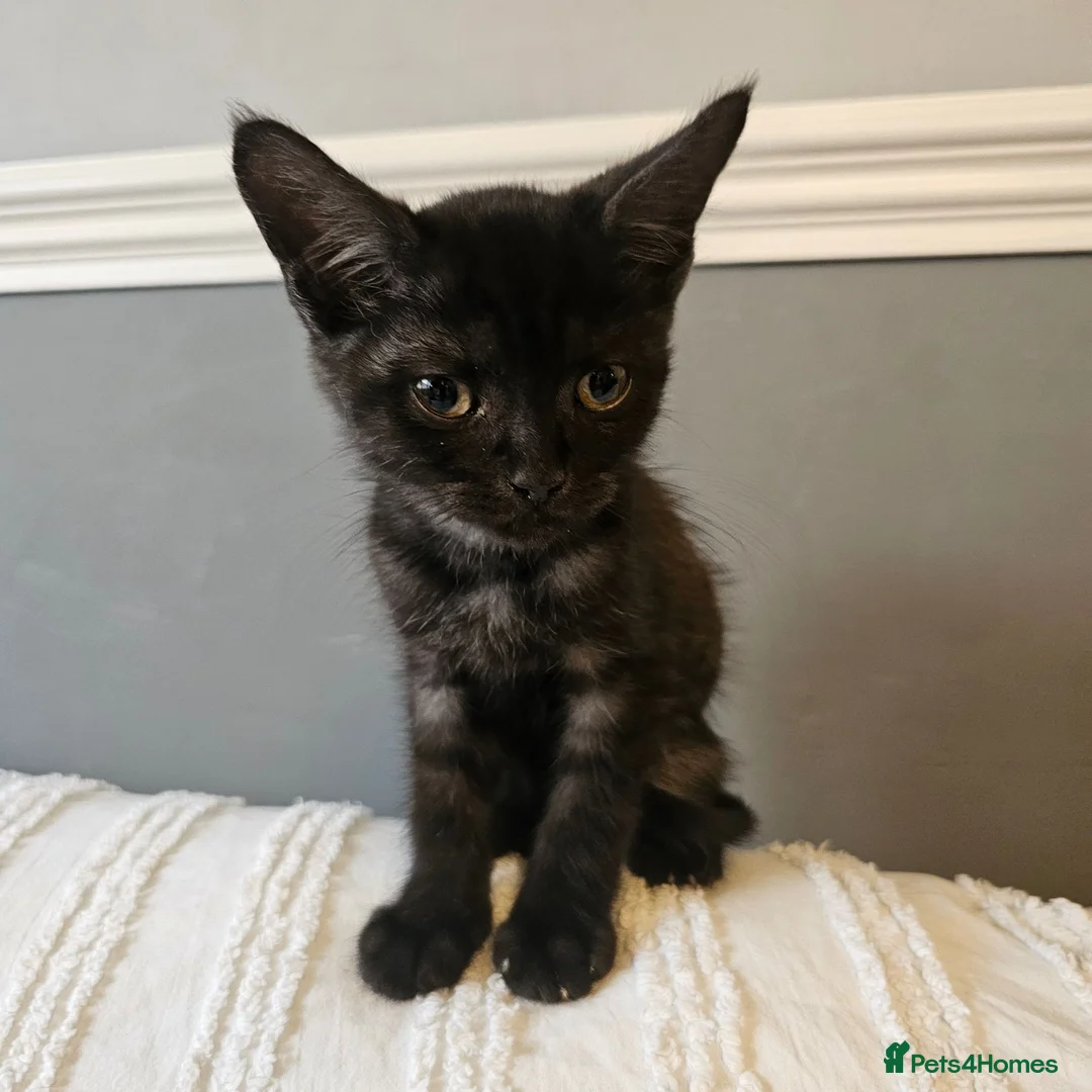 Mixed Breed cats for sale: Maincoon cross kittens ( For sale ) - Advert 2