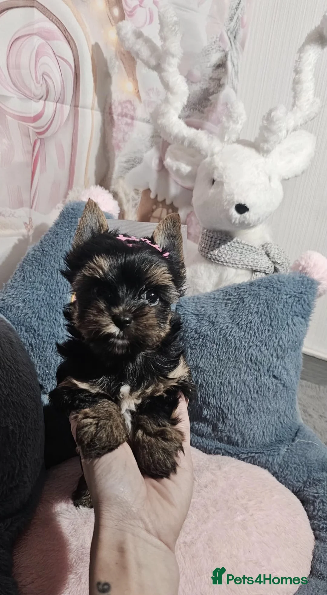Yorkshire Terrier dogs for sale: Beautiful little Girl 💕Tiny Yorkshire Terrier  - Advert 11