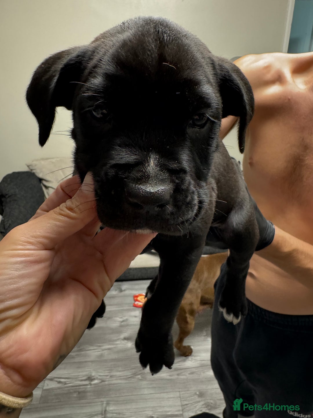 Mixed Breed dogs for sale: 7 beautiful puppies for sale - Image 6