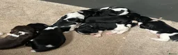 English Springer Spaniel dogs for sale: Beautiful Springer Spaniel Puppies for sale in Honiton - Advert 10