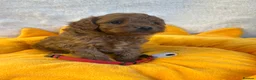 Cavapoo dogs for sale: 5 * Licensed/Home breeder F1b Cavapoo Males - Advert 3