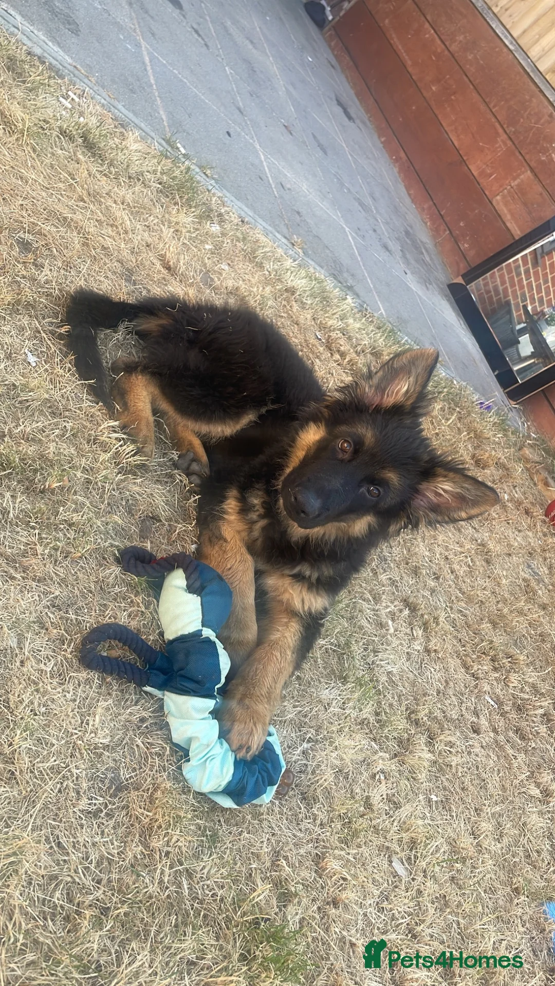 German Shepherd dogs for sale: German shepherd puppy - Advert 2