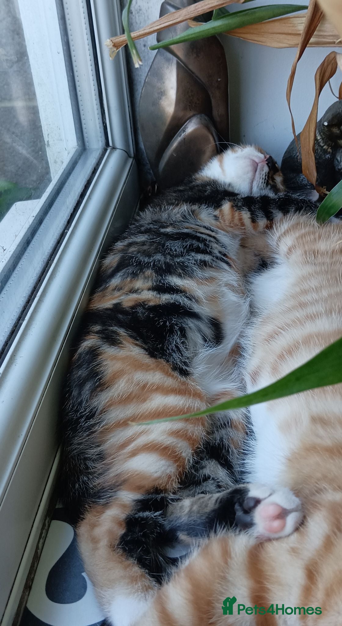 Mixed Breed cats Half Bengal kittens for sale - Advert 1