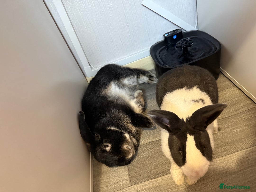 Mini Lop rabbits for sale: 1 MINI LOP MALE/ 1 CROSS FEMALE/ NEUTURED - Image 4