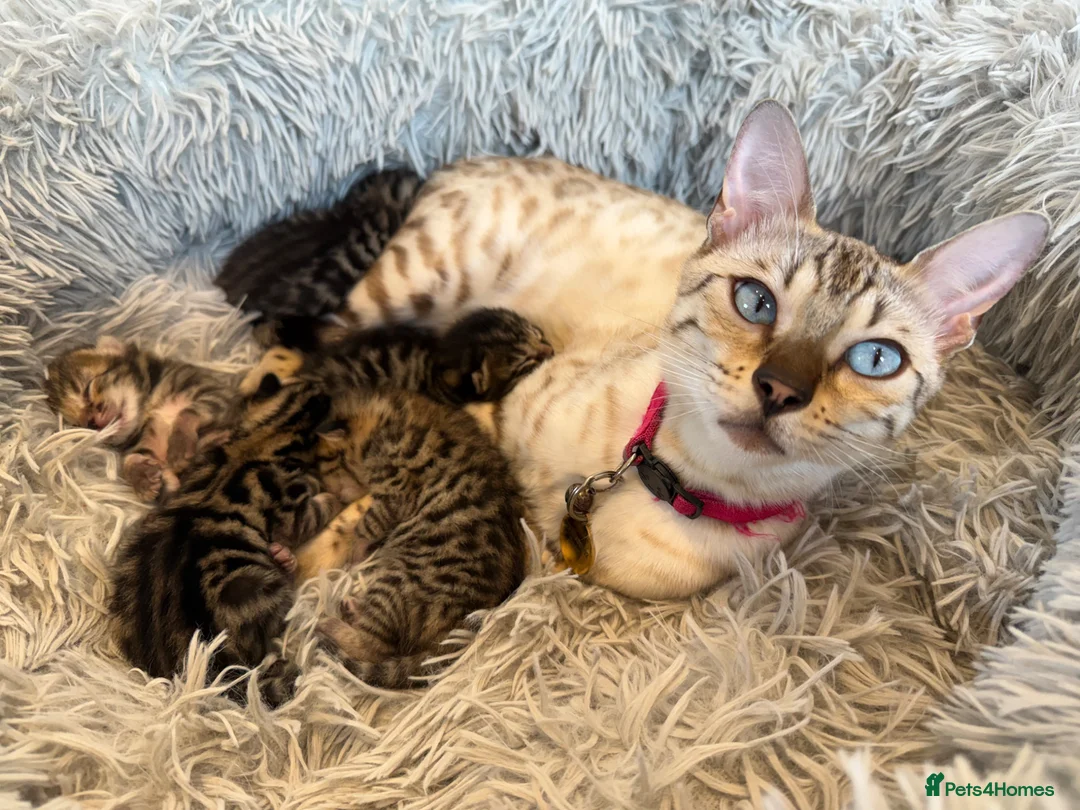 Mixed Breed cats for sale: Half Bengal kittens - Advert 1