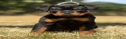 Rottweiler dogs for sale: ⭐️ Best Breeding in the UK 🇬🇧 ⭐️ - Advert 7