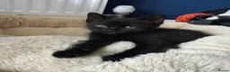 Mixed Breed cats for sale: 3 kittens ready for a forever home  - Advert 4