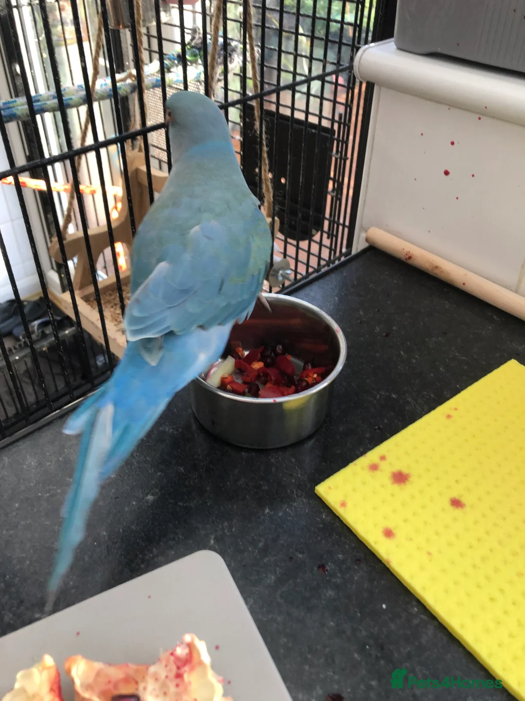 Ringnecks birds for sale: Blue Indian ring neck in Dagenham - Advert 2