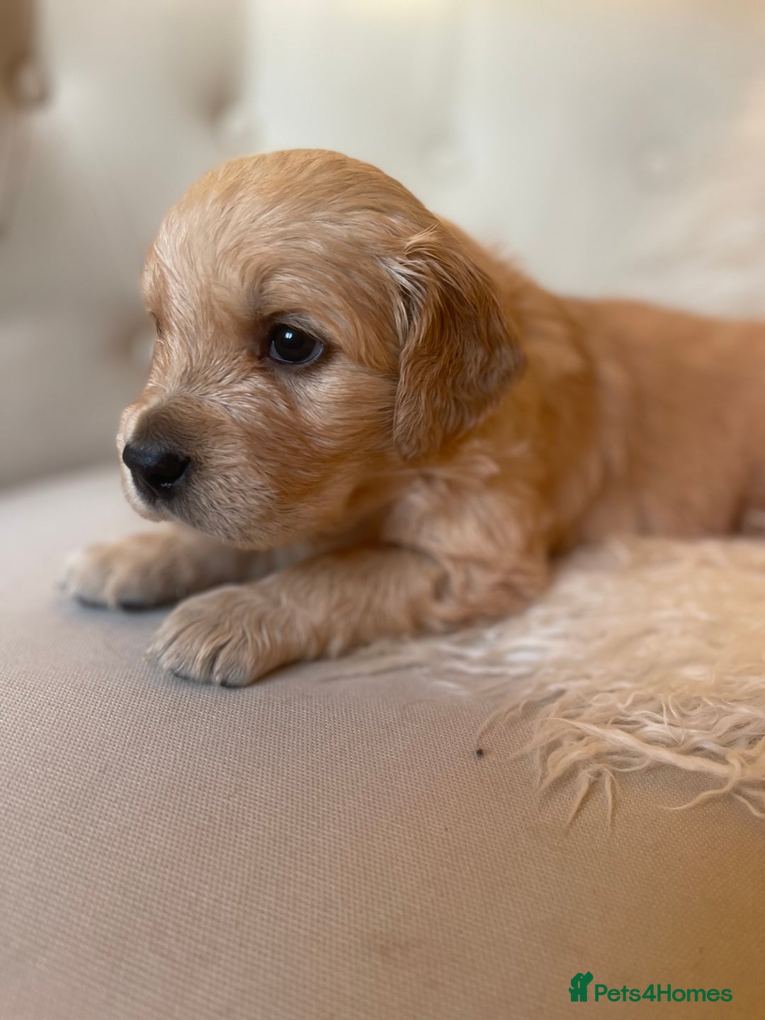 Golden Retriever dogs for sale: ✨Kennel Club Registered Golden Retriever Puppies ✨ - Advert 3