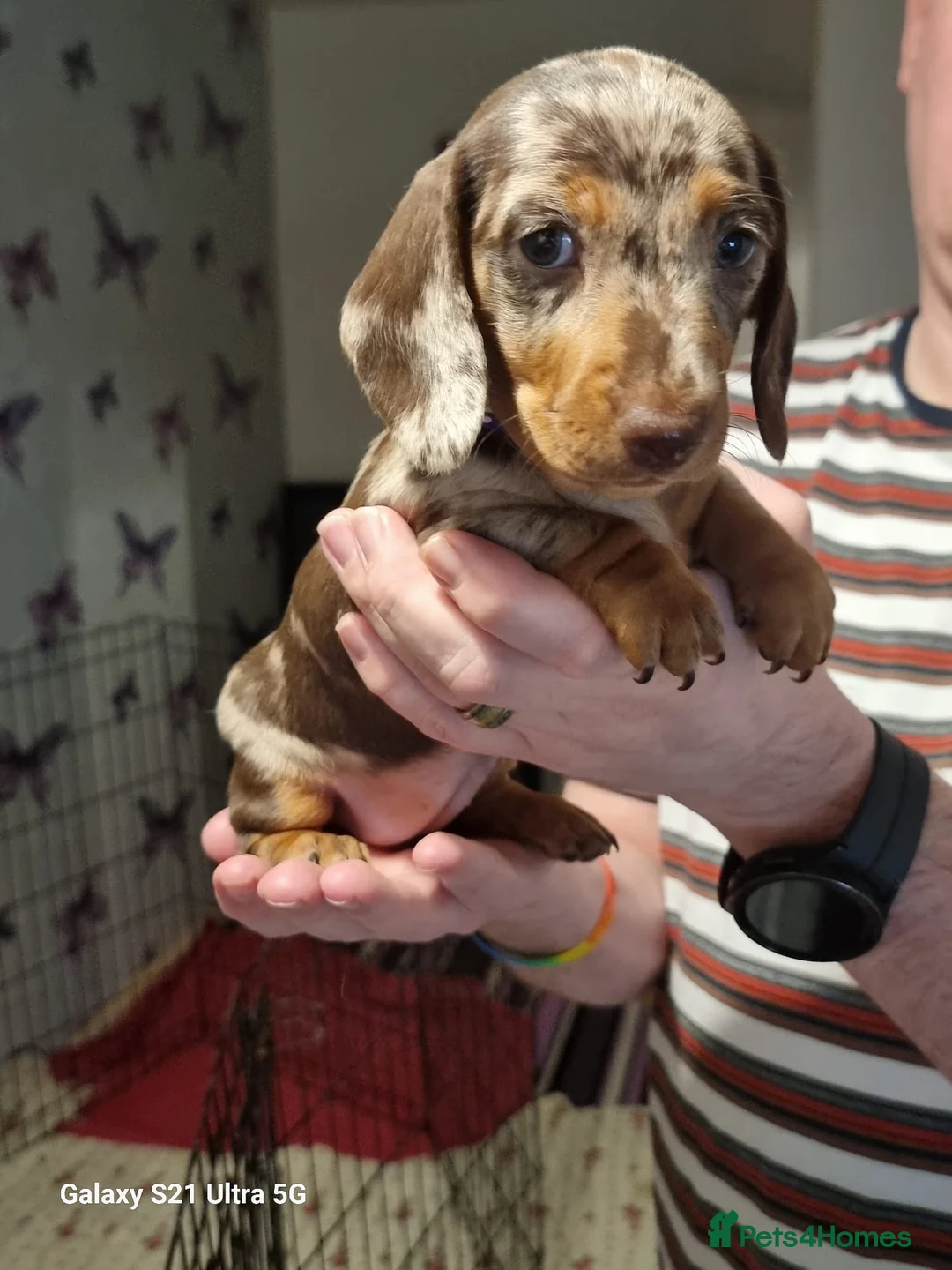 Miniature Dachshund dogs for sale: Miniature dachshund  - Advert 6