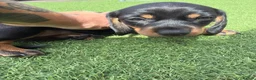 Miniature Dachshund dogs for sale: READY TO GO TODAY! KC registered Miniature - Advert 17