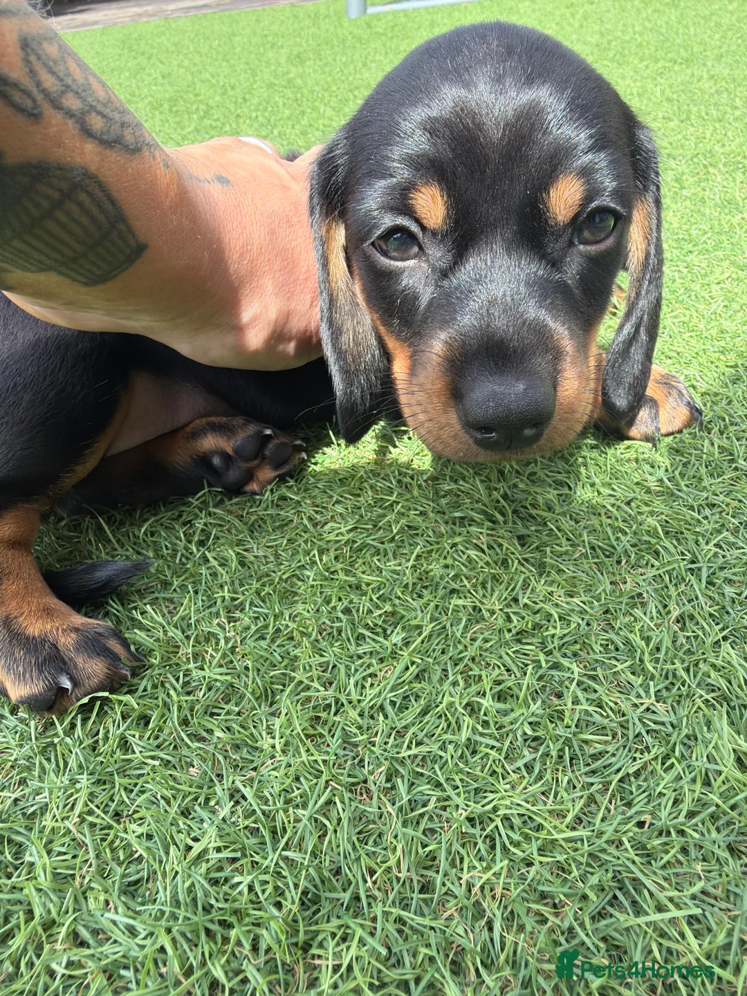 Miniature Dachshund dogs for sale: READY TO GO TODAY! KC registered Miniature - Advert 17