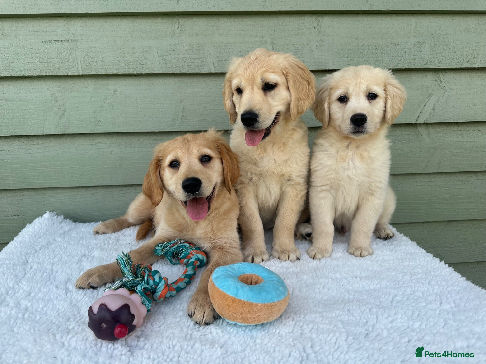 Golden Retriever dogs Golden Retriever Puppies READY NOW - Advert 2