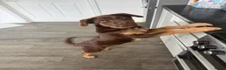 Mixed Breed dogs for sale: Chow chow x Belgian malinois (read ad) - Advert 3