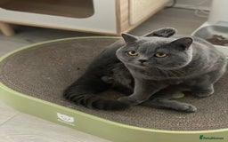 British Shorthair cats for sale: Gorgeous blue BSH son of gccf Champion(unneutered) - Image 1