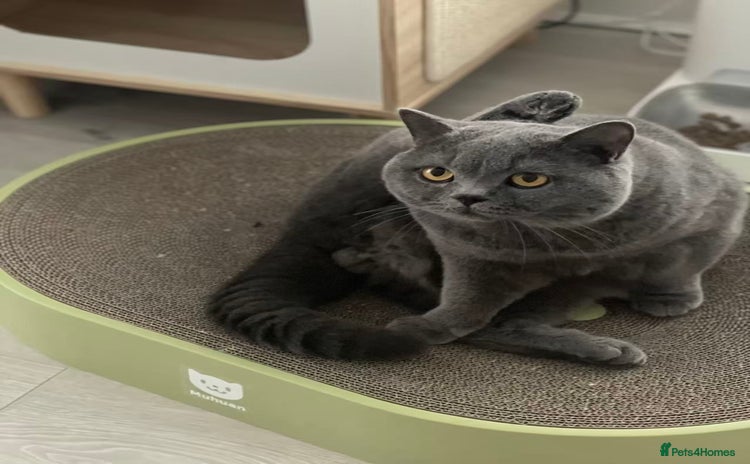 British Shorthair cats - Advert 9