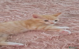 Mixed Breed cats for sale: Beautiful kittens  - Image 11