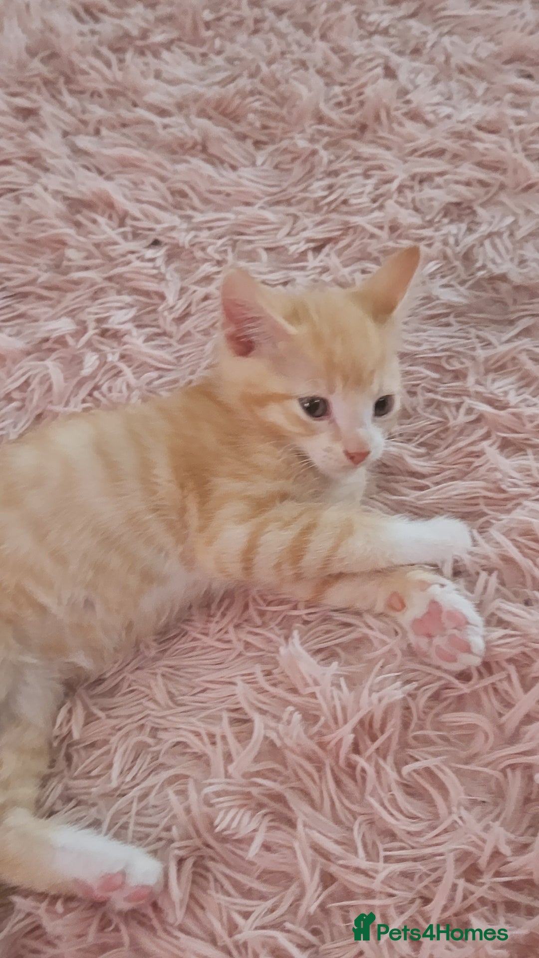 Mixed Breed cats for sale: Beautiful kittens  - Image 11