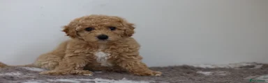 Cavapoo Puppy 4