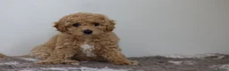 Cavapoo dogs for sale: Cavapoo Puppies  - Advert 13