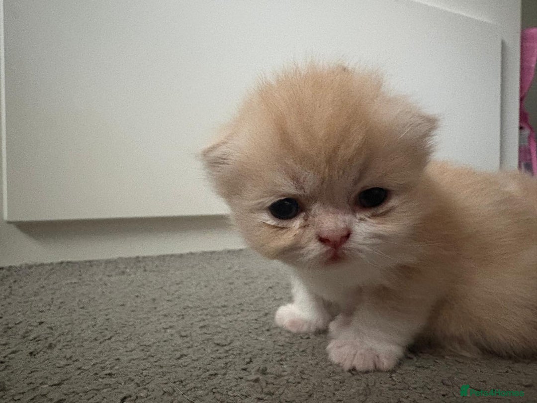 Persian cats for sale: Persian kittens  - Image 5