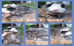 Guinea Pig rodents for sale: Male guinea pigs for sale. Singles and pairs - Image 1