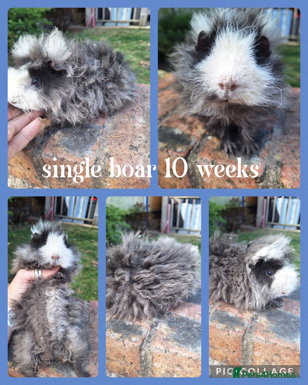 Guinea Pig rodents for sale: Male guinea pigs for sale. Singles and pairs - Image 1