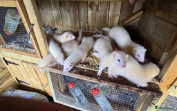 Ferret rodents for sale: Ferret kits - Image 1