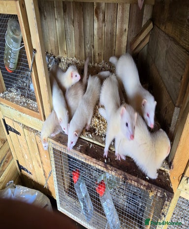 Polecat Ferret rodents for sale | Pets4Homes