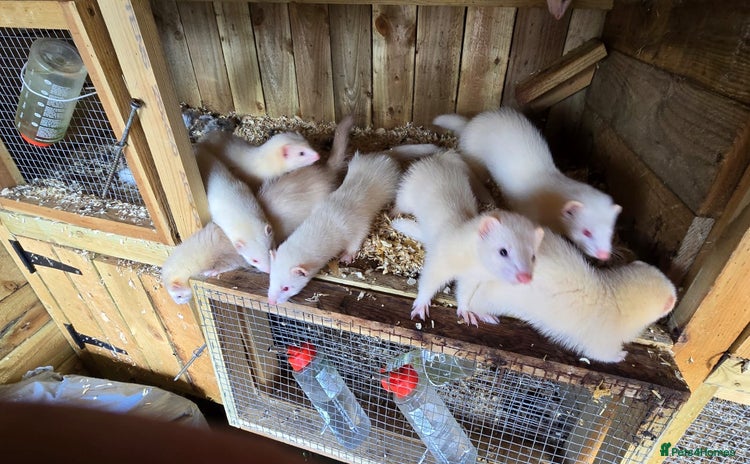 Ferret rodents - Advert 16