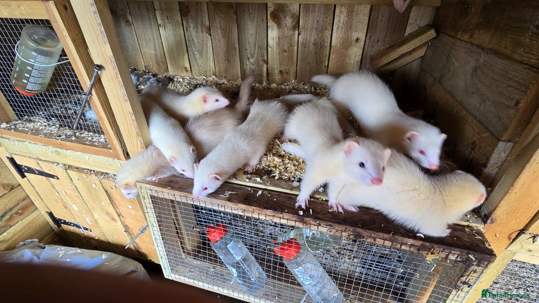 Ferret rodents for sale: Ferret kits - Image 1