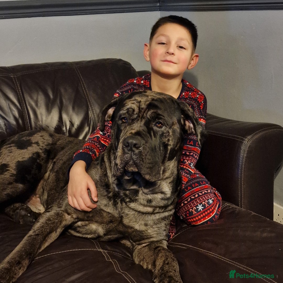 Cane Corso dogs for sale: ULTIMATE CANE CORSO PUPPIES  - Image 16