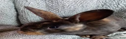 Rex rabbits for sale: Rex Rabbit Babies for Sale - Advert 8