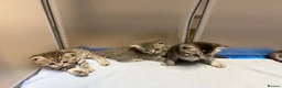 British Shorthair cats for sale: British shorthair/russian blue kittens  - Advert 5