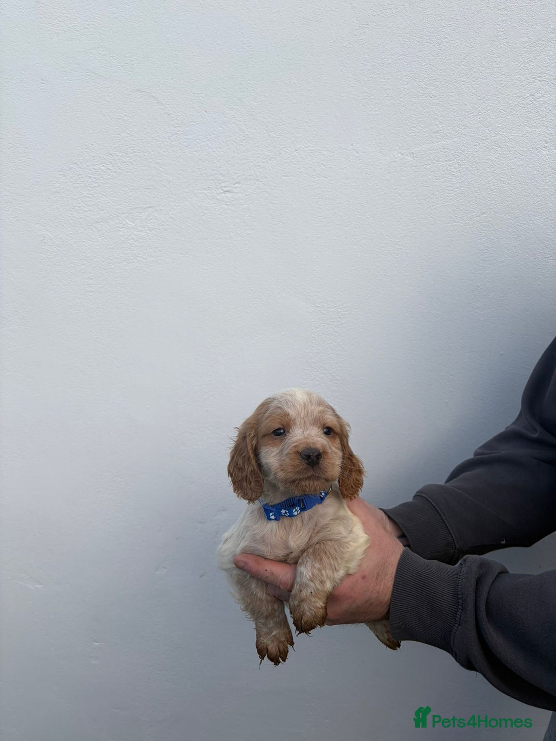 Cocker Spaniel dogs for sale: Cocker spaniels - Advert 5