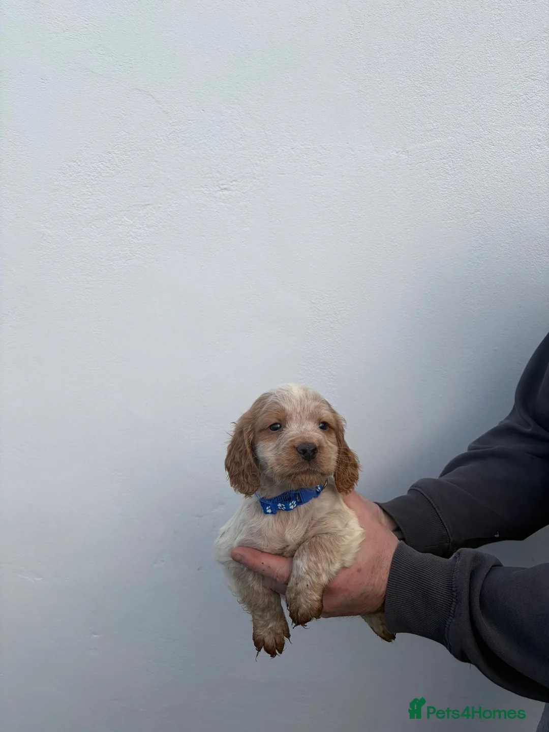 Cocker Spaniel dogs for sale: Cocker spaniels - Advert 12