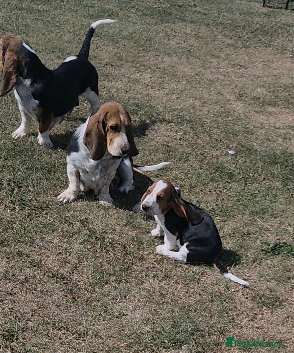 Basset Hound dogs KC BASSET HOUND PUPPIES FROM HEALTH TESTED PARENTS - Advert 1