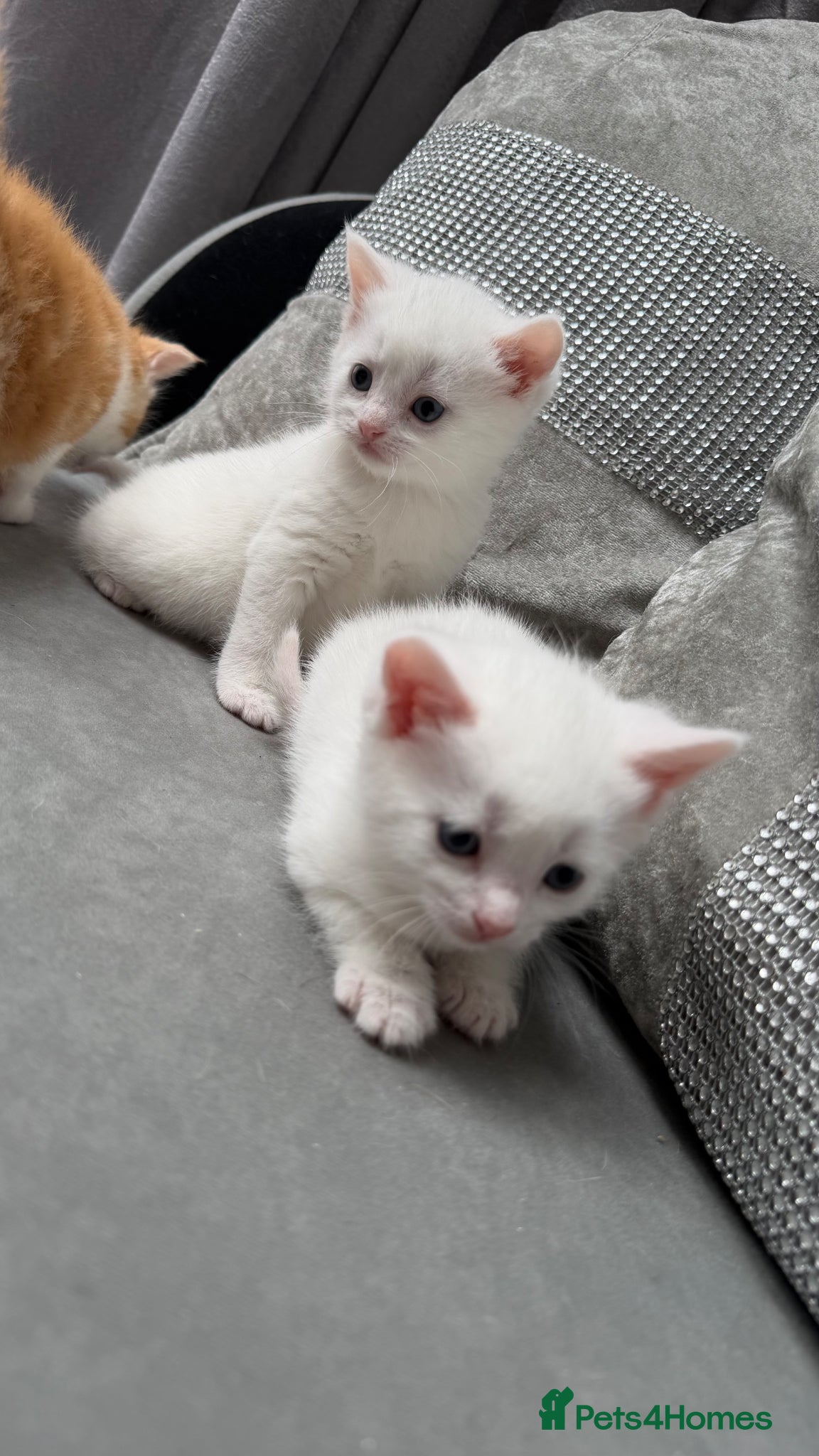 Mixed Breed cats for sale: Stunning and very playfull kittens - Advert 13