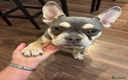 French Bulldog dogs for sale: Zarla French bulldog  - Image 1