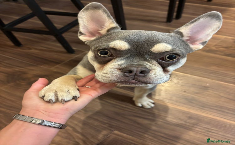 French Bulldog dogs - Advert 1