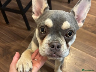 French Bulldog dogs - Advert 15