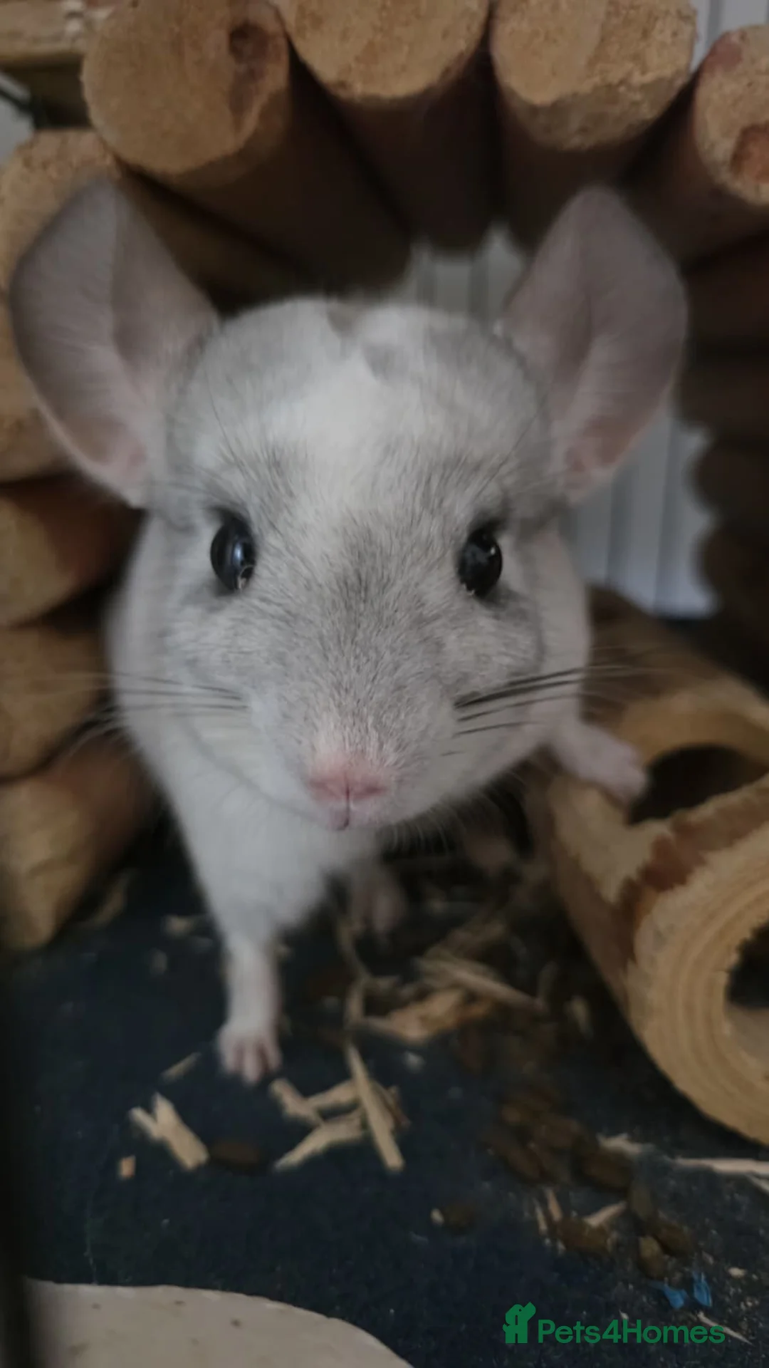 Chinchilla rodents for sale: 2 Male chinchillas - Advert 2