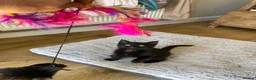 Mixed Breed cats for sale: Playful kittens - Advert 3