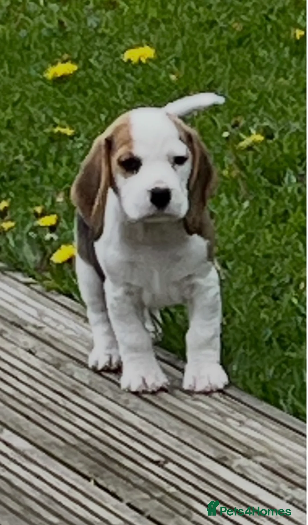 Beagle dogs for sale: Champion Bred Puppies (KC reg) - Advert 2
