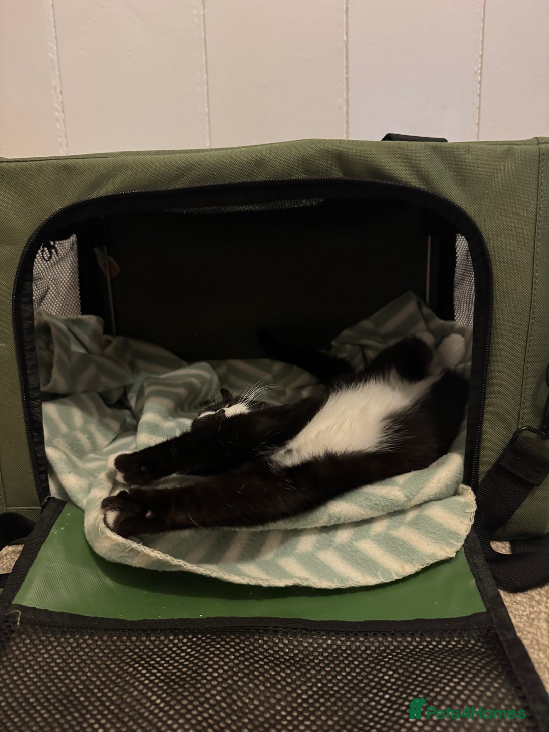 Mixed Breed cats for sale: 4 month old kitten  - Advert 3