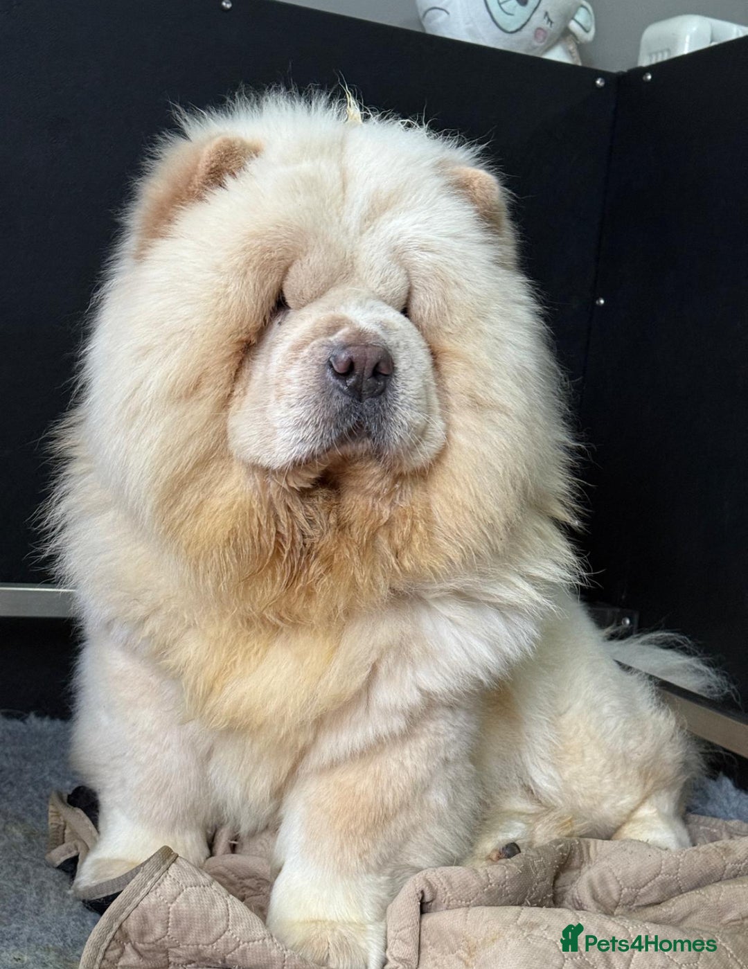Chow Chow dogs for sale: 🧸🧸Beautiful Chow Chow Puppies🧸🧸 - Advert 6