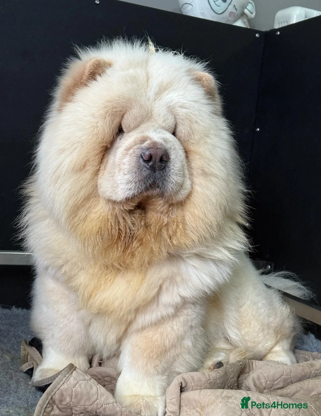 Chow Chow dogs for sale: 🧸🧸Beautiful Chow Chow Puppies🧸🧸 - Advert 14