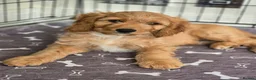 Cavapoo dogs for sale: Health tested Standard (cuddle) Cavapoos - Advert 2