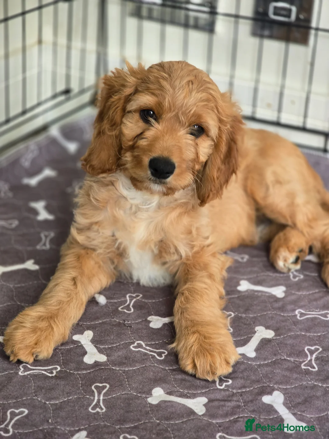 Cavapoo dogs for sale: Health tested Standard (cuddle) Cavapoos - Advert 2